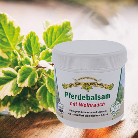 Pferdebalsam mit Weihrauch