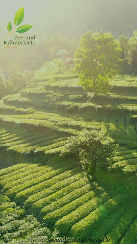 Sencha China